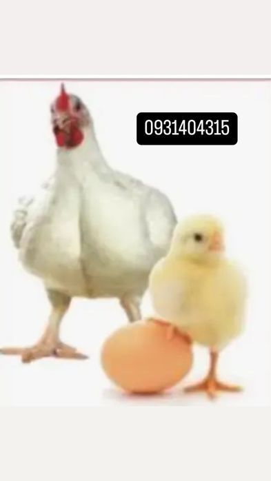 інкубаційне яйце бройлера