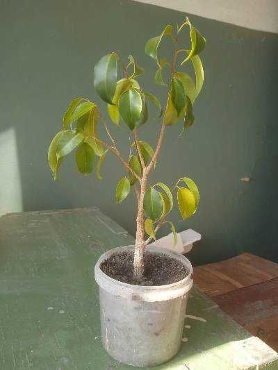 Продам фикус Бенджамина светлолистый