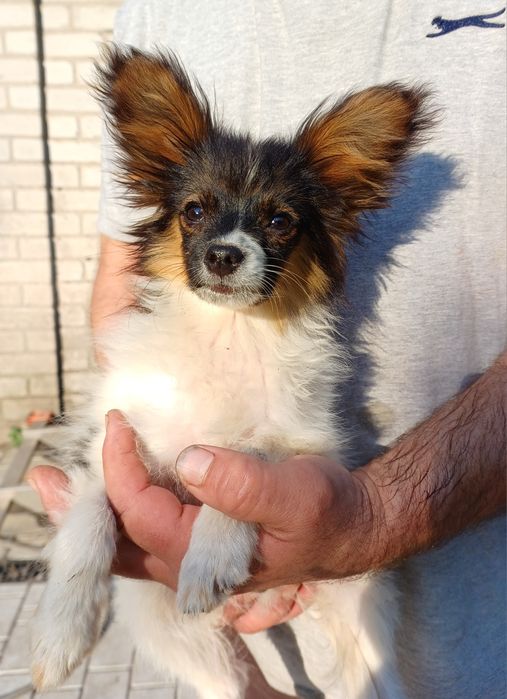 Мальчик бело соболиный