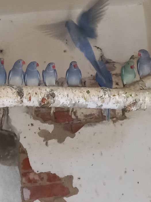 Aleksandretty Aleksandretta obrożna