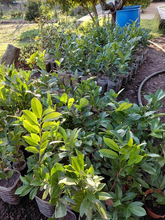 Louro cerejo ( lauros) para sebes