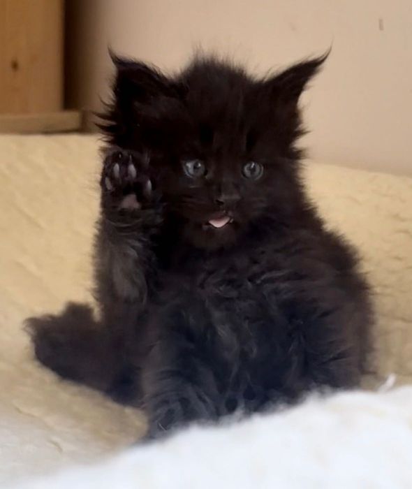 Maine Coon - czarna koteczka ! Po importach !