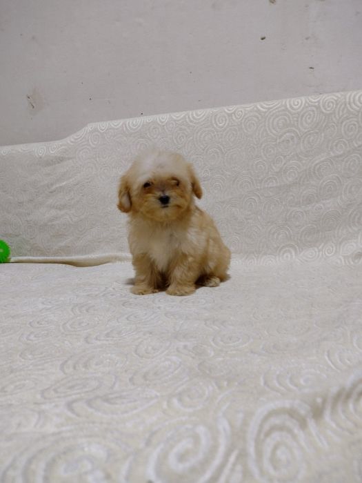 Мальтипу модный дизайнерский мальчик и девочка