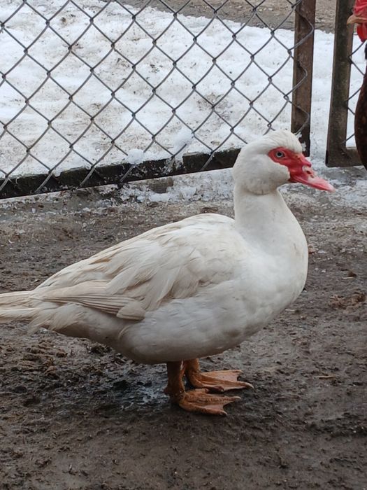 Продам мускусних качок