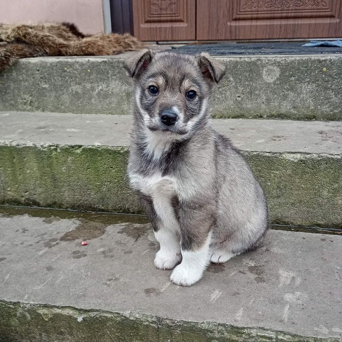 Хлопчик шукає дім