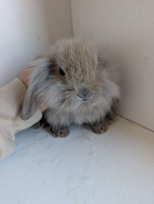 Królik karzełek, miniaturka, Teddy, niderlandzki