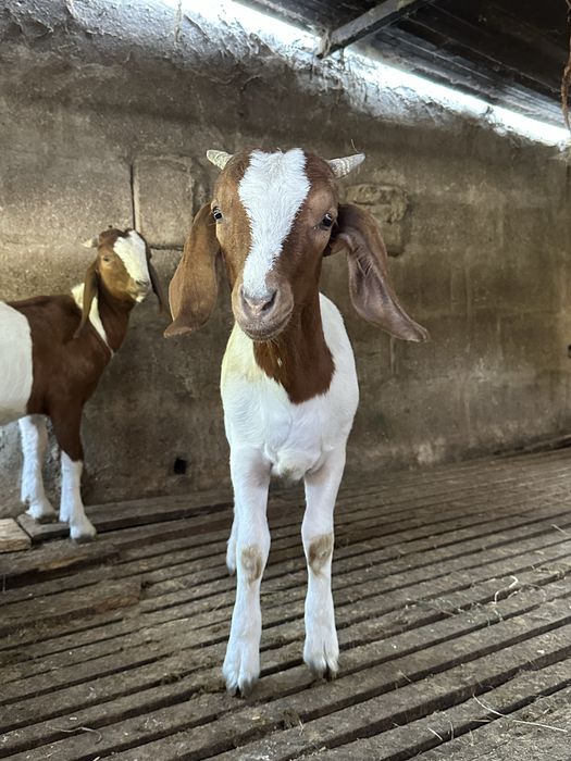 Cabras boer casal