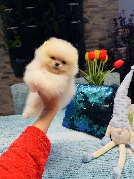 Кремовий хлопчик мішка померанський шпіц