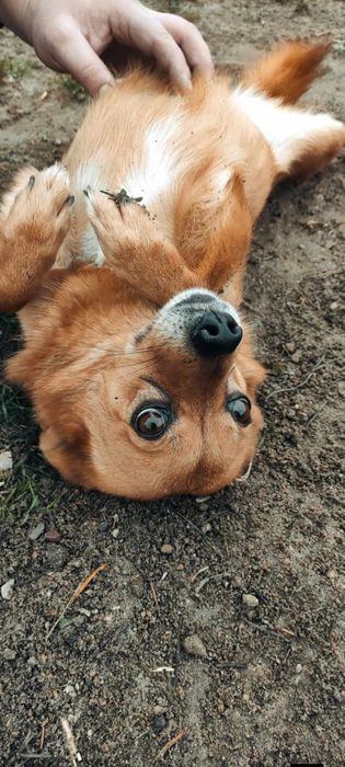 Niepełnosprawna Abby prosi o adopcje