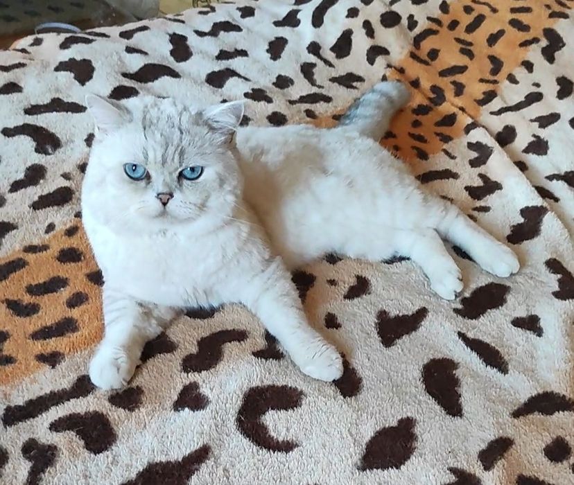 Клубный котик шиншилла поинт вязка