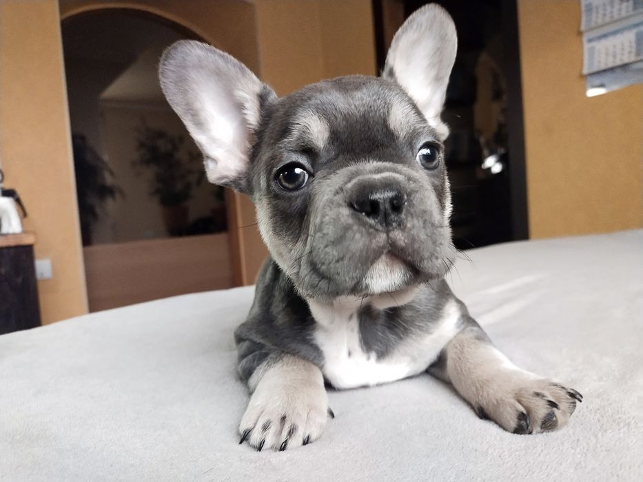 Продам цуценят Французького бульдога