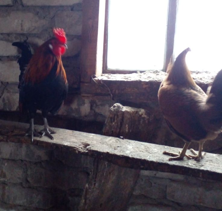 Інкубаційне яйце бентамки , Инкубационное яйцо бентамки