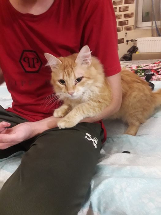 Котики безкоштовно