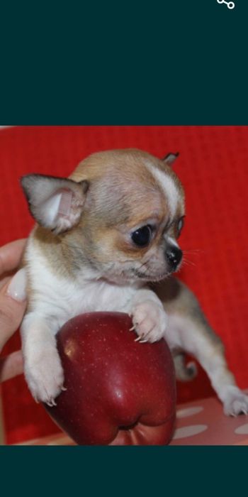 Вязка чихуахуа миник