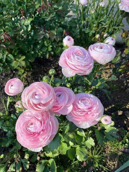 Лютики-ранункулюс декоі