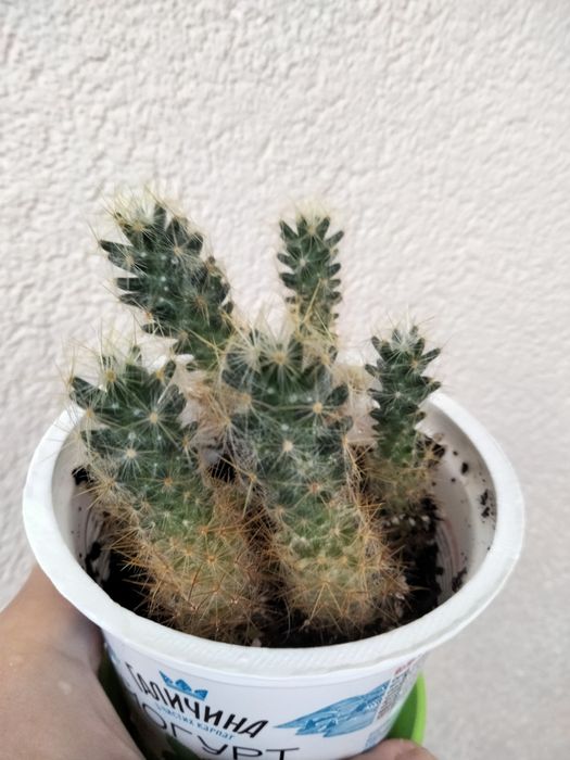 Кактус молоденький