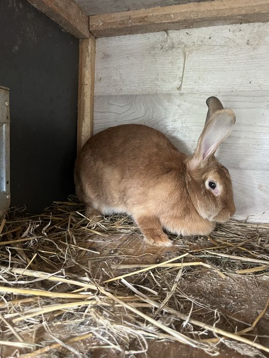 Samica królika mieszaniec zakocona
