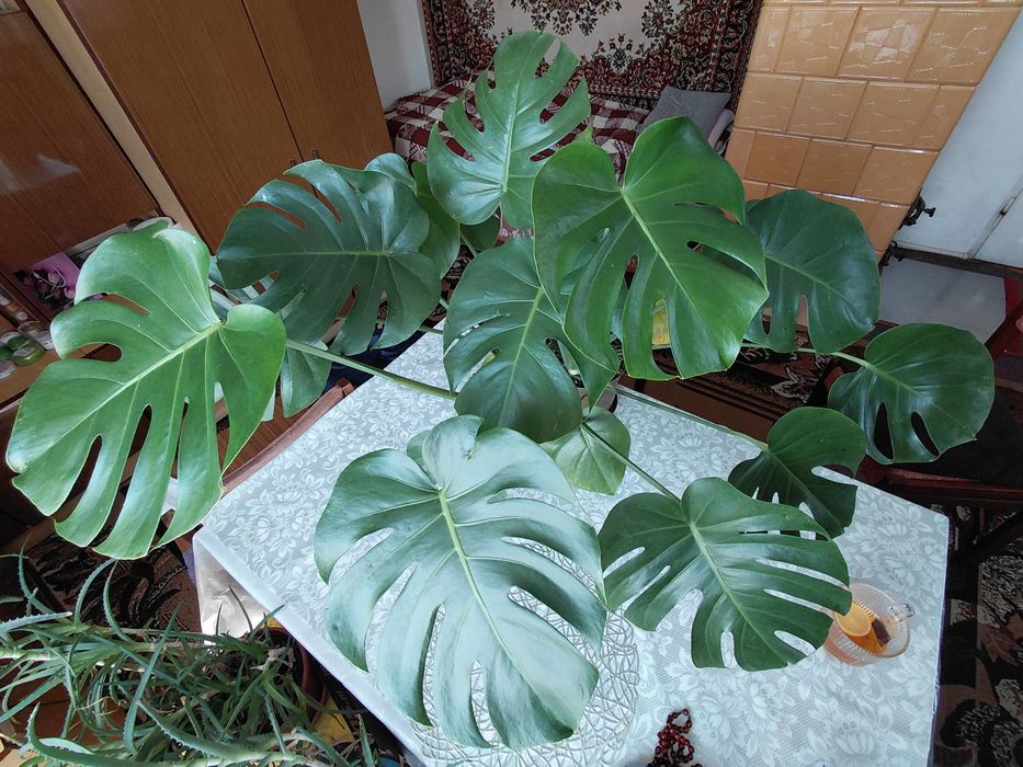 Monstera Deliciosa (dziurawa)