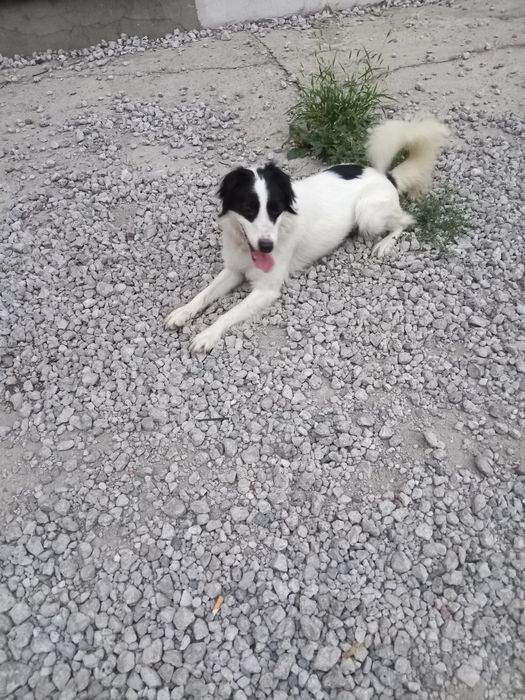 Отдается в  добрые руки