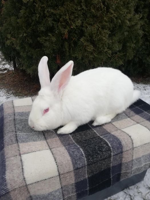Królik termondzki biały