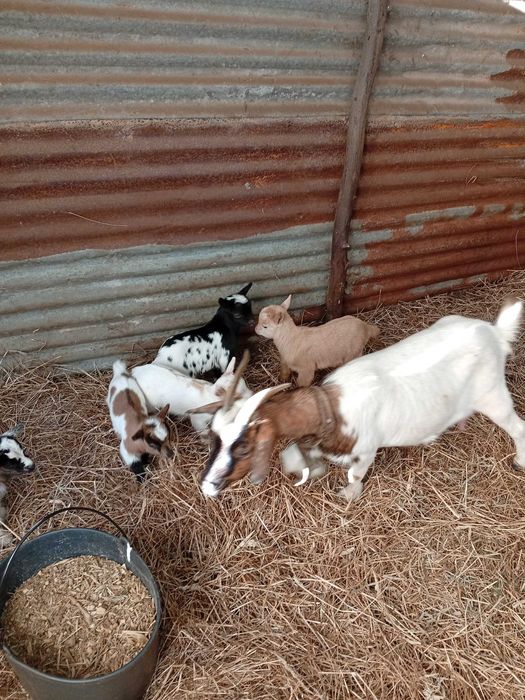 Cabritos e cabritas