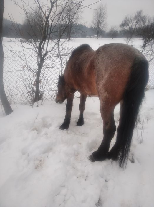 Продається кінь ціна договірна