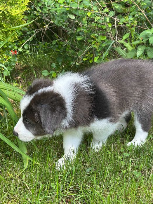 border collie blue merle