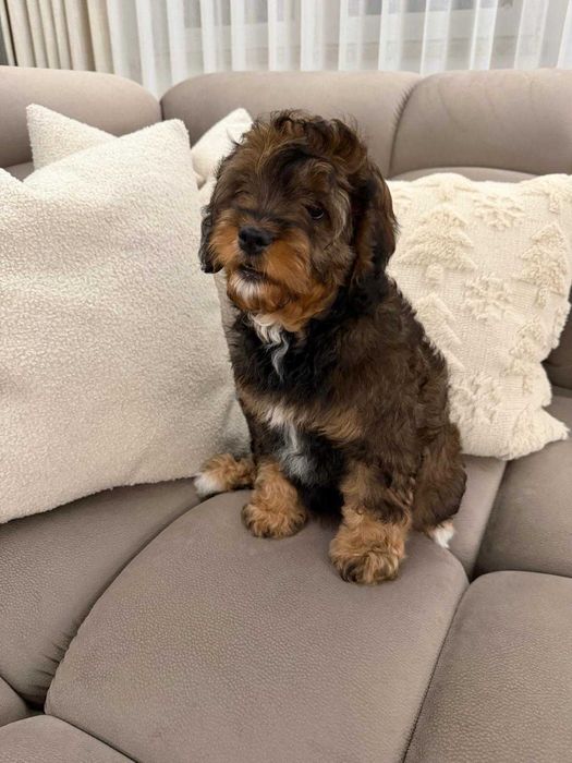 Szczeniak Cavapoo Do Odbioru Hybryda Ras Dziewczynka