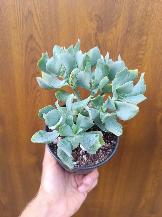 Grubosz 'curly green' doniczka 12 cm