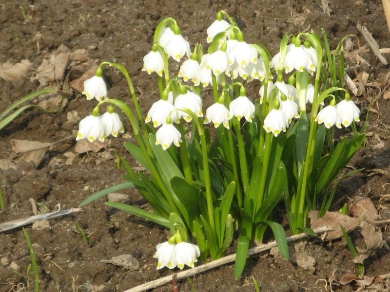 Пропоную квіти з свого саду 6 грн