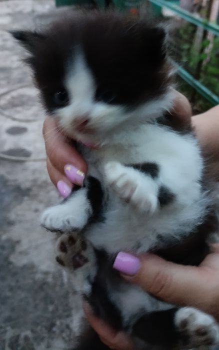 Віддам кошенят в добрі руки.