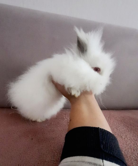 Samiczka  Karzełek Teddy