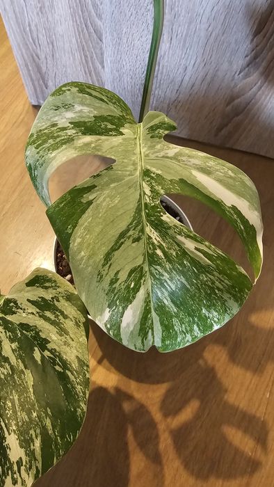 Sprzedam monstera deliciosa variegata..okazja