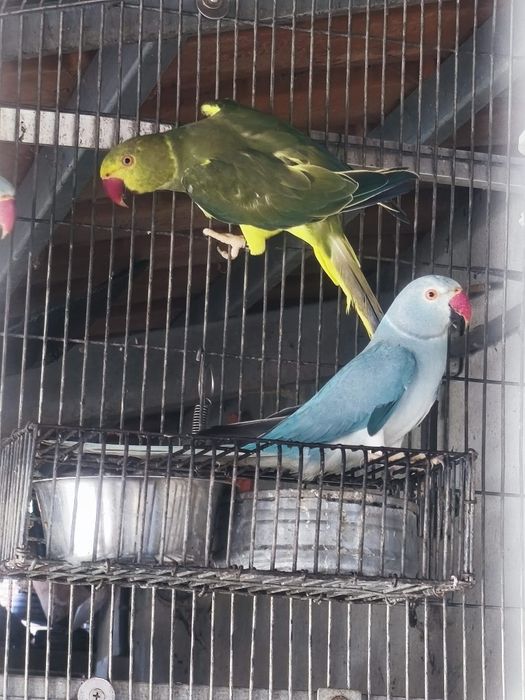 Ring Necks prontos a criar