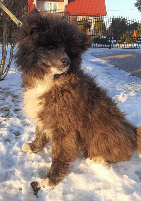 Akita Inu rodowód FCI/ZKwP długowłosy odchowany zsocjalizowany 5msc.