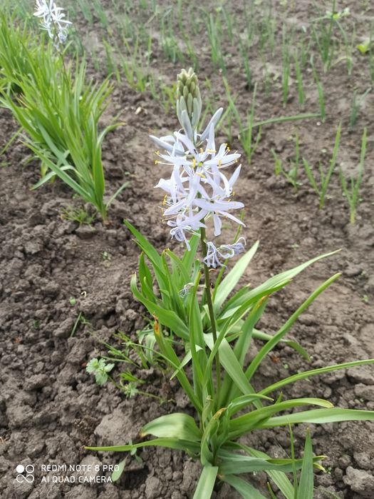 Камасія- оригінальна, ніжна рослинка