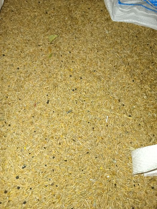 Centeio semente 2025