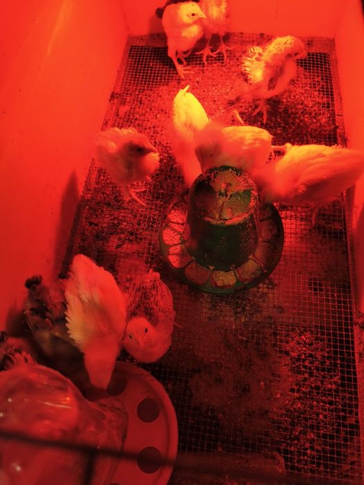 Ovos galados de raças de galinhas puras