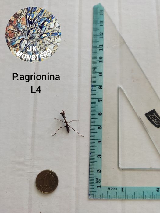 Modliszka Parasphendale agrionina+gratisy