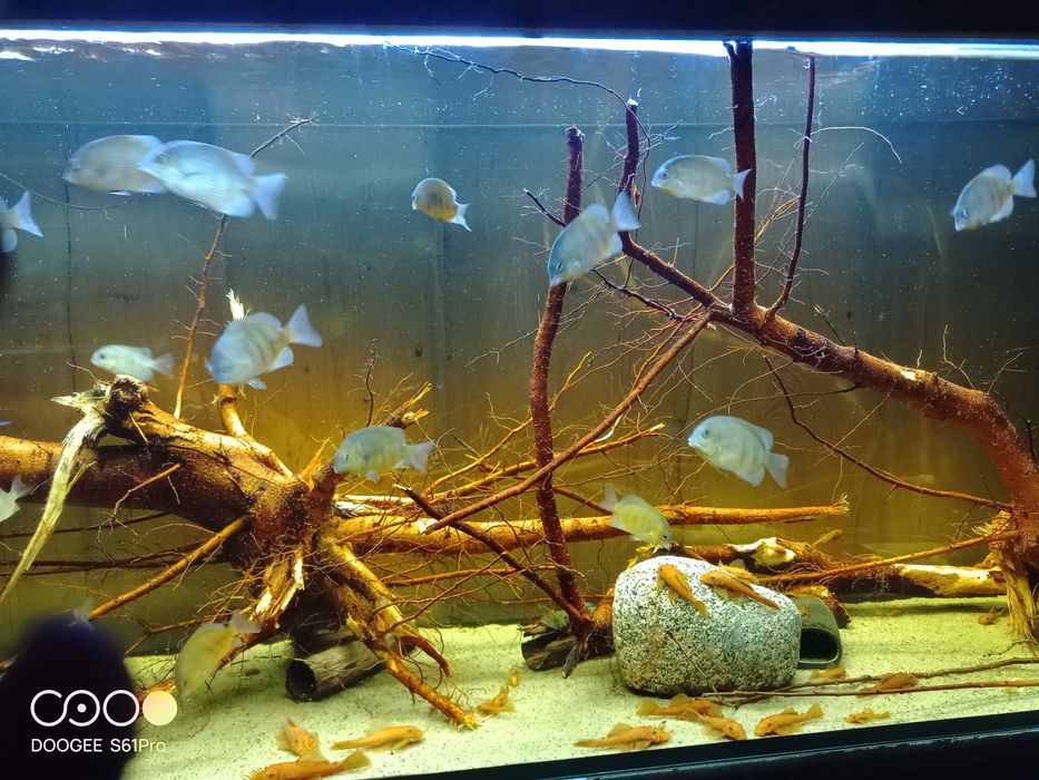 Paretroplus menarambo
Paretroplus menarambo (A