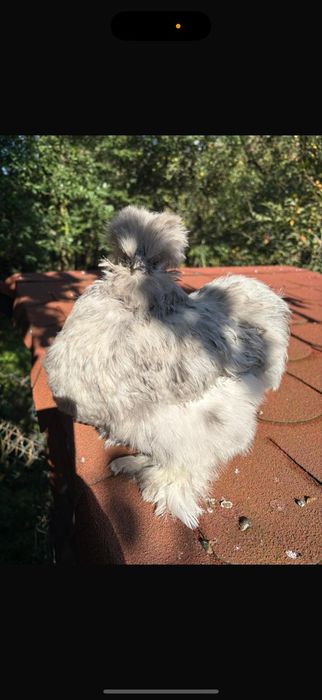 Kury rosy kury silki kury araukany pisklaki araukany