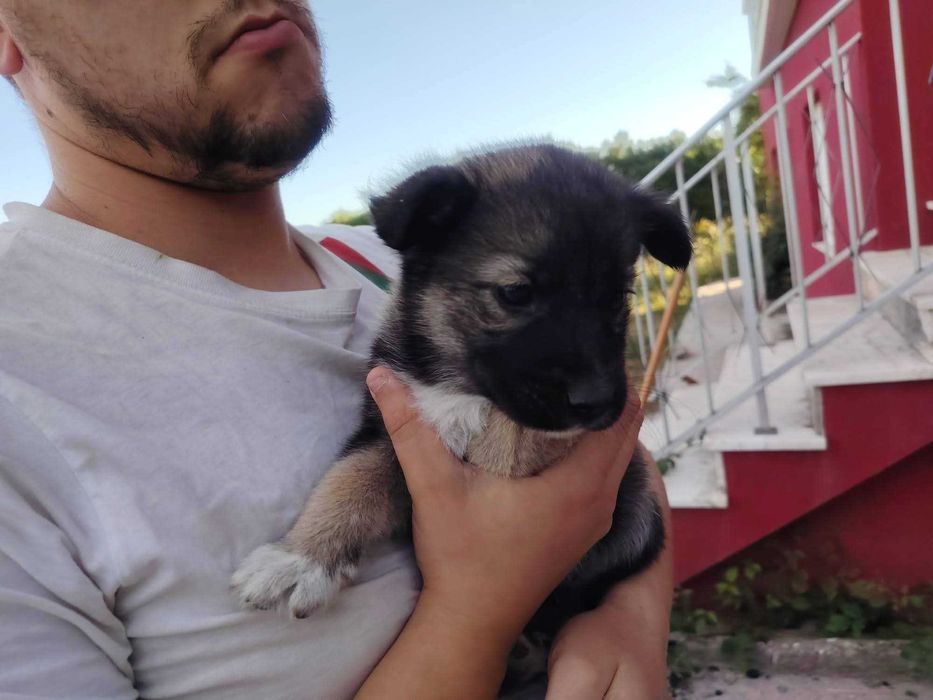 Adoção de dois cãezinhos de um mês