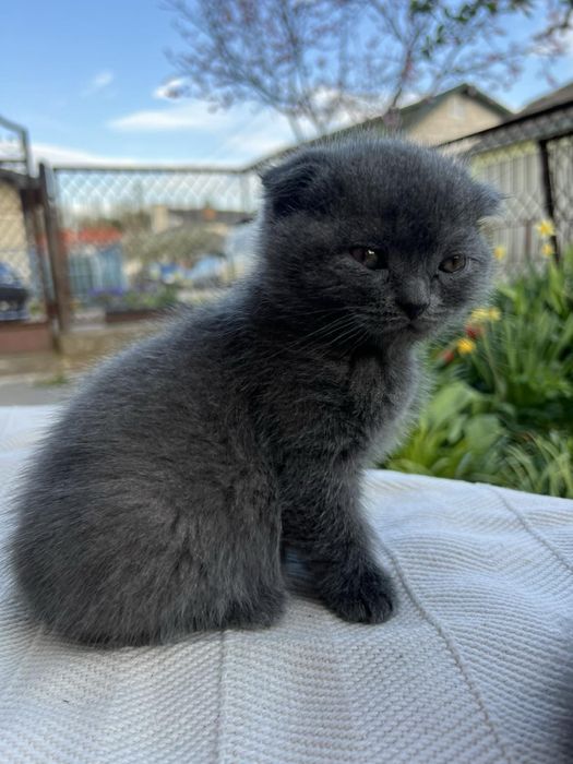 Кошення шотландець