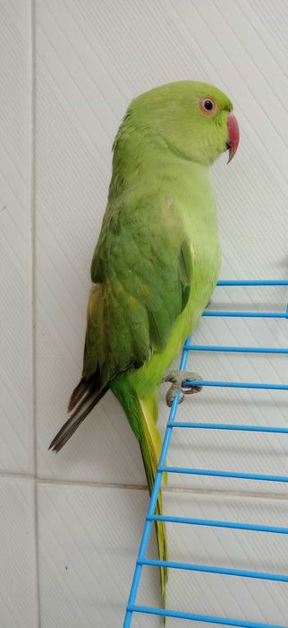 Ring Neck Opalino domesticado