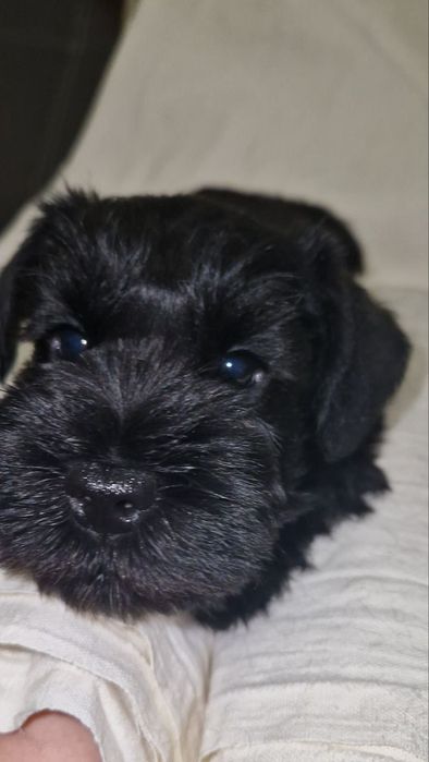 Нам три месяца..