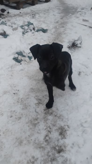 3 małe suczki szukają domu!