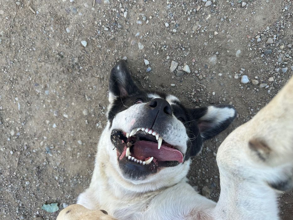 Manta, owczarek środkowoazjatycki, do adopcji