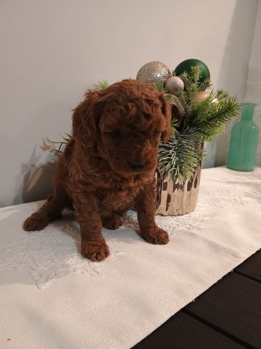 Pudel toy , miniatura śliczny piesek