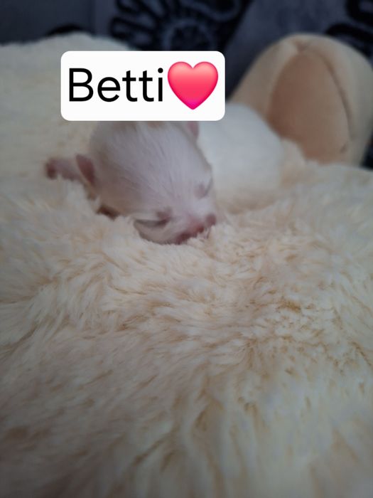 Szpic miniaturowy pomeranian