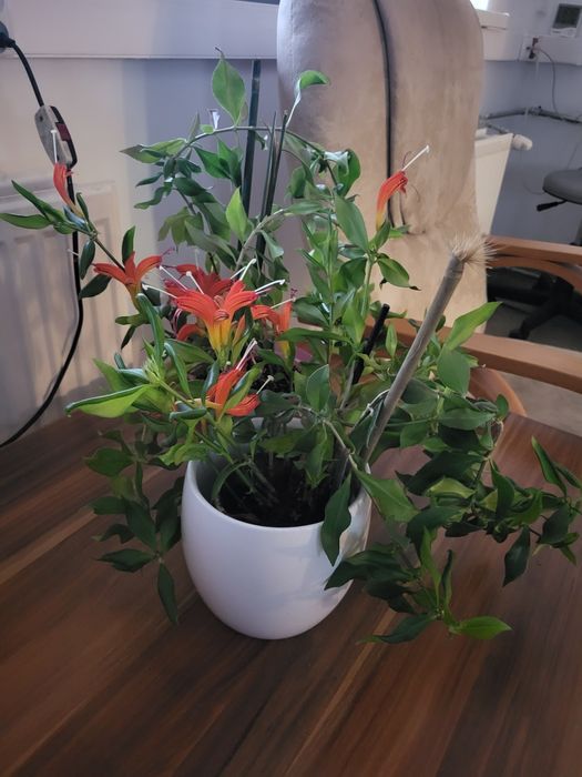 Sadzonki aeschyantus